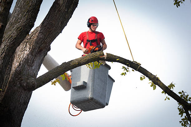 Best Stump Grinding Near Me  in Shippensburg, PA